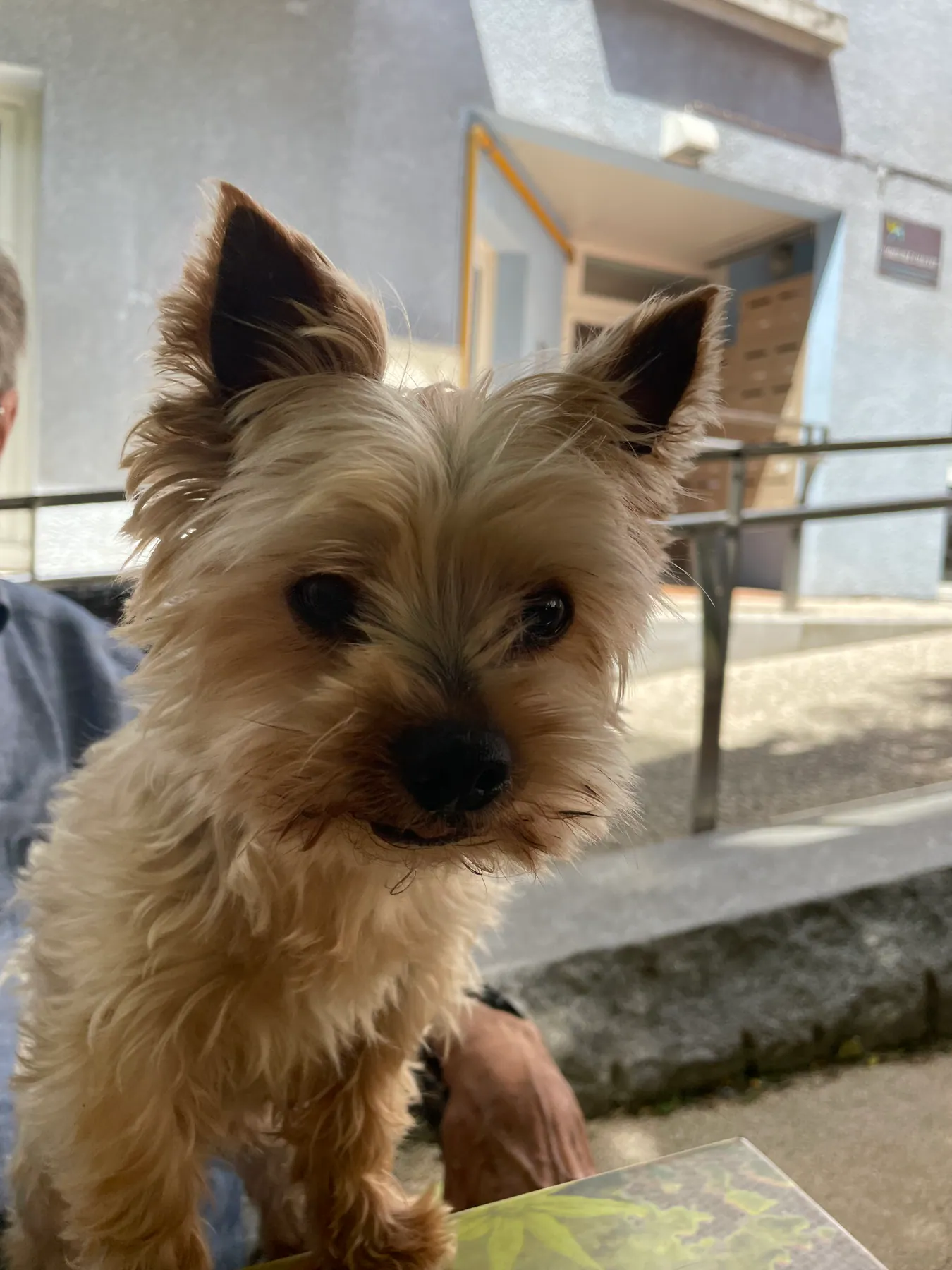 Filou a Portimão (Portugal)